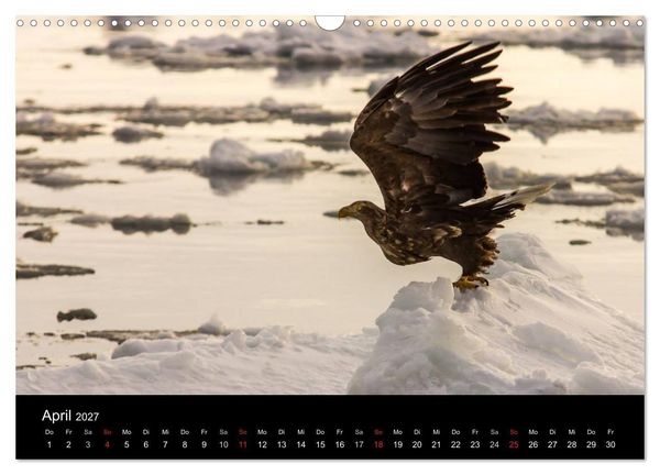 Produktbild: Seeadler - K&ouml;nige der L&uuml;fte (Wandkalender 2027 DIN A3 quer), CALVENDO Monatskalender