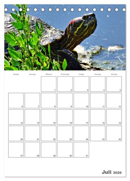 Produktbild: Langsame Schildkr&ouml;ten (Tischkalender 2026 DIN A5 hoch), CALVENDO Monatskalender