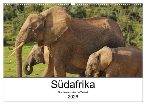 Südafrika - Eine beeindruckende Tierwelt (Wandkalender 2026 DIN A2 quer), CALVENDO Monatskalender