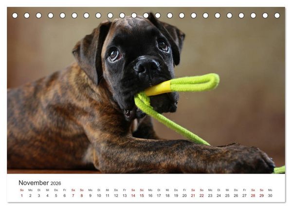 Produktbild: Welpenblicke (Tischkalender 2026 DIN A5 quer), CALVENDO Monatskalender