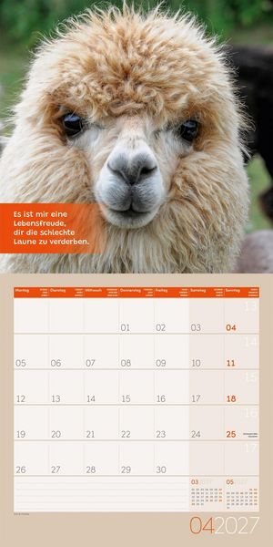 Produktbild: No Drama, Lama Kalender 2027 - 30x30 - Art12