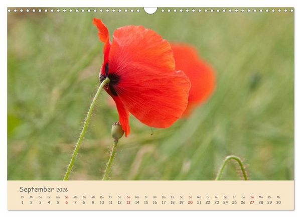 Produktbild: Mohnblumen - rote Sch&ouml;nheiten (Wandkalender 2026 DIN A3 quer), CALVENDO Monatskalender