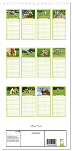 Produktbild: Familienplaner 2026 - Haflinger Fohlen mit 5 Spalten (Wandkalender, 21 x 45 cm) CALVENDO