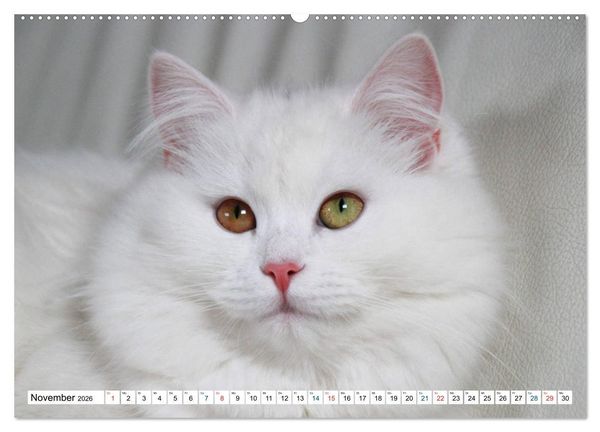Produktbild: Die Perserkatze - Farbschlag Wei&szlig; (Wandkalender 2026 DIN A2 quer), CALVENDO Monatskalender