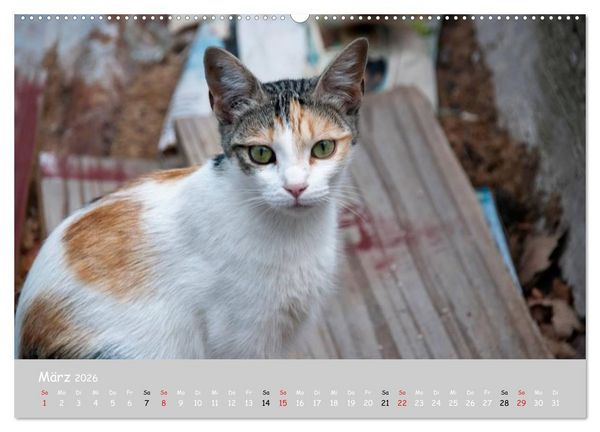 Produktbild: Katzen des S&uuml;dens (hochwertiger Premium Wandkalender 2026 DIN A2 quer), Kunstdruck in Hochglanz