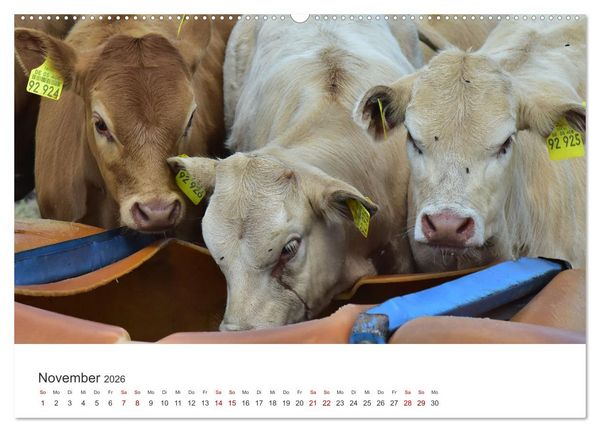 Produktbild: K&auml;lber - Kleine Herzensbrecher auf den Wiesen (Wandkalender 2026 DIN A2 quer), CALVENDO Monatskalender