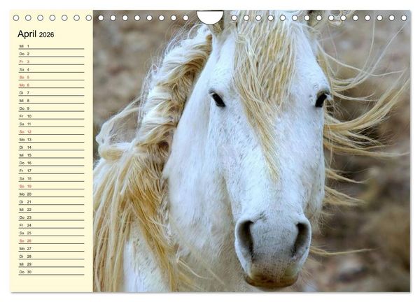 Produktbild: Wilde Pferde. Mustangs in USA (Wandkalender 2026 DIN A4 quer), CALVENDO Monatskalender