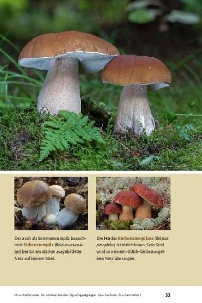 Produktbild: Pilze bestimmen - Der kleine Pilzf&uuml;hrer f&uuml;r Einsteiger und Fortgeschrittene