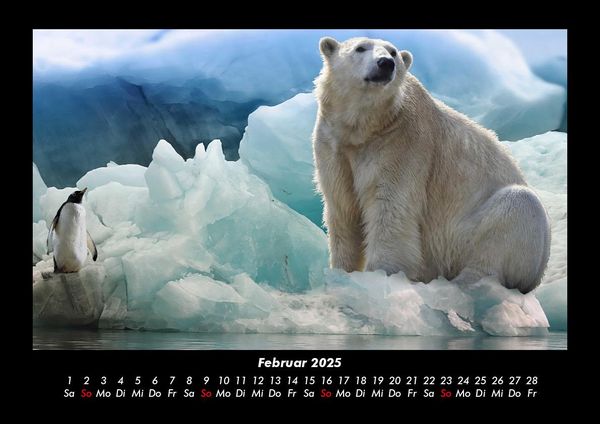 Produktbild: Pinguine & Eisb&auml;ren 2025 Fotokalender DIN A3