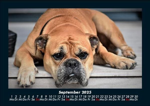 Produktbild: Der Hundekalender 2025 Fotokalender DIN A5