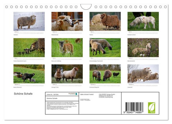 Produktbild: Sch&ouml;ne Schafe (Wandkalender 2026 DIN A4 quer), CALVENDO Monatskalender