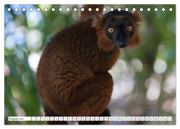 Produktbild: Madagaskar. Traumhafte Natur und Tierwelt (Tischkalender 2026 DIN A5 quer), CALVENDO Monatskalender