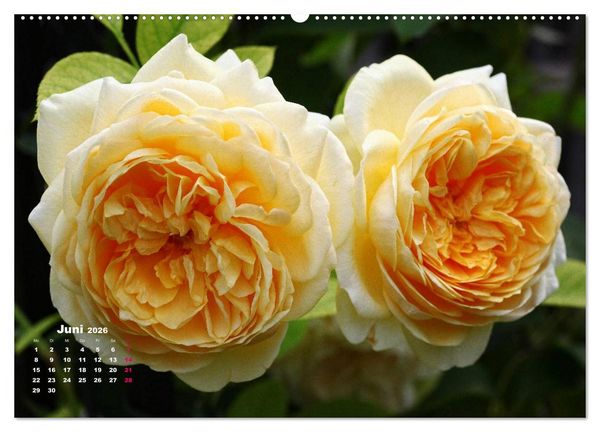 Produktbild: Zauberhafter Rosenreigen (hochwertiger Premium Wandkalender 2026 DIN A2 quer), Kunstdruck in Hochglanz