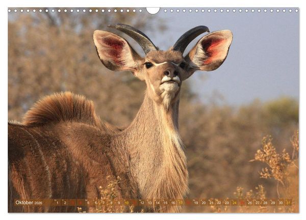 Produktbild: Wildtierparadies Afrika - Eine Foto-Reise durch die Savannen (Wandkalender 2026 DIN A3 quer), CALVENDO Monatskalender
