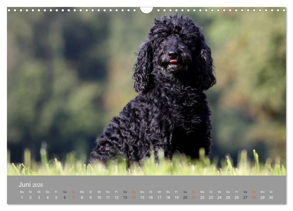 Produktbild: Graue Schnuten - Hunde in den besten Jahren (Wandkalender 2026 DIN A3 quer), CALVENDO Monatskalender