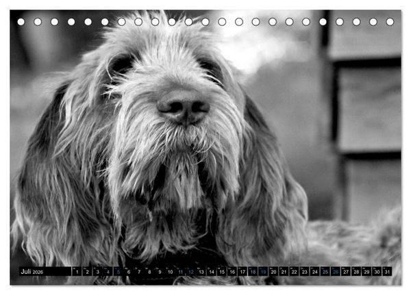 Produktbild: Carissimo Spinone Italiano (Tischkalender 2026 DIN A5 quer), CALVENDO Monatskalender