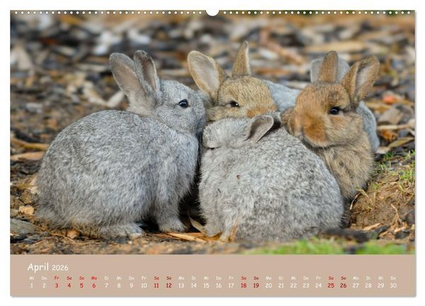 Produktbild: Flauschige Fellkn&auml;uel (Wandkalender 2026 DIN A2 quer), CALVENDO Monatskalender
