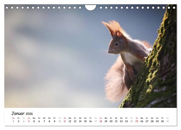 Produktbild: Unsere Eichh&ouml;rnchen in Bayern (Wandkalender 2026 DIN A4 quer), CALVENDO Monatskalender