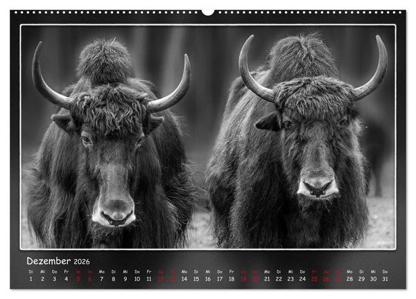 Produktbild: Tieren ins Gesicht geschaut (hochwertiger Premium Wandkalender 2026 DIN A2 quer), Kunstdruck in Hochglanz