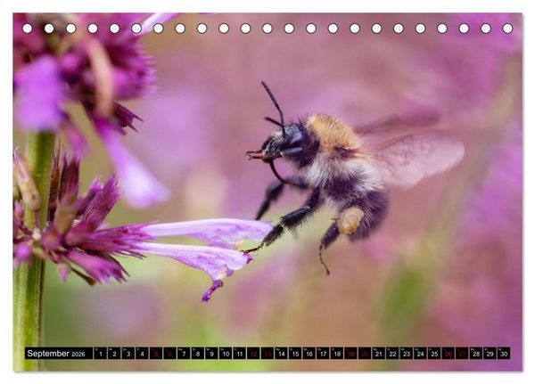 Produktbild: Hummeln - Flugaufnahmen eines faszinierenden Insekts (Tischkalender 2026 DIN A5 quer), CALVENDO Monatskalender