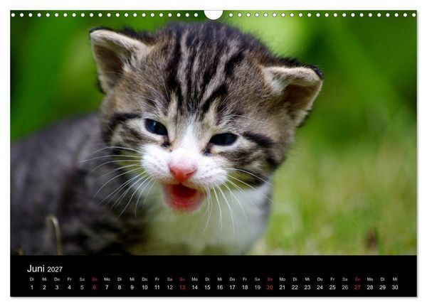 Produktbild: Katzen & Hunde (Wandkalender 2027 DIN A3 quer), CALVENDO Monatskalender
