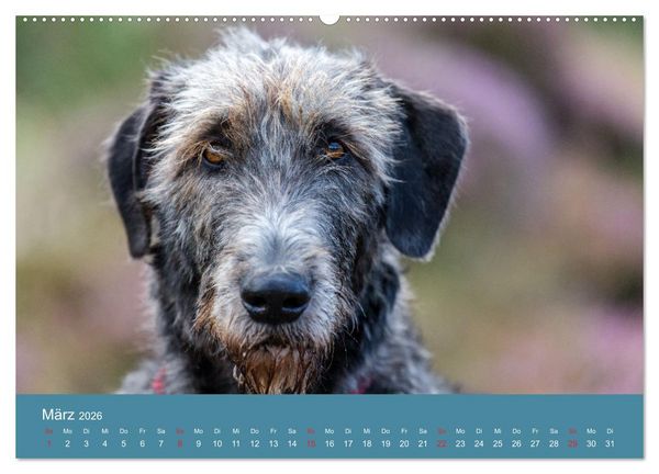 Produktbild: Irische Wolfshunde (hochwertiger Premium Wandkalender 2026 DIN A2 quer), Kunstdruck in Hochglanz