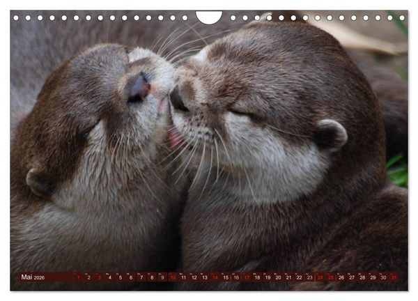 Produktbild: Otter. Frech, laut und clever (Wandkalender 2026 DIN A4 quer), CALVENDO Monatskalender