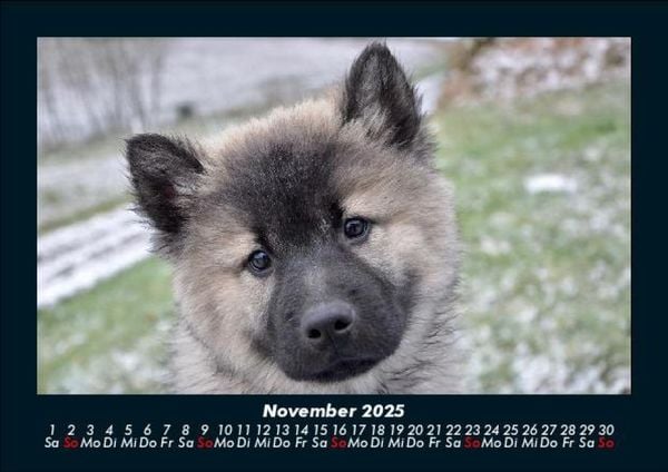 Produktbild: Hundezauber 2025 Fotokalender DIN A5