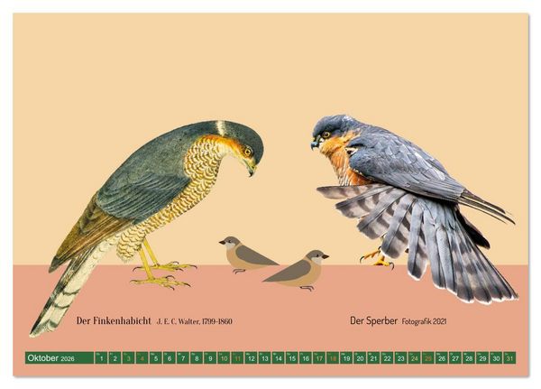 Produktbild: Vom Reiger zum Reiher (Tischkalender 2026 DIN A5 quer), CALVENDO Monatskalender
