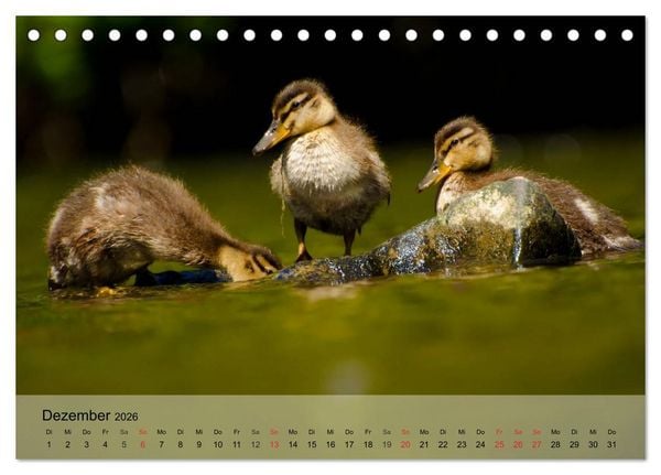 Produktbild: G&auml;nse und Enten. Schnattern, watscheln, quaken! (Tischkalender 2026 DIN A5 quer), CALVENDO Monatskalender