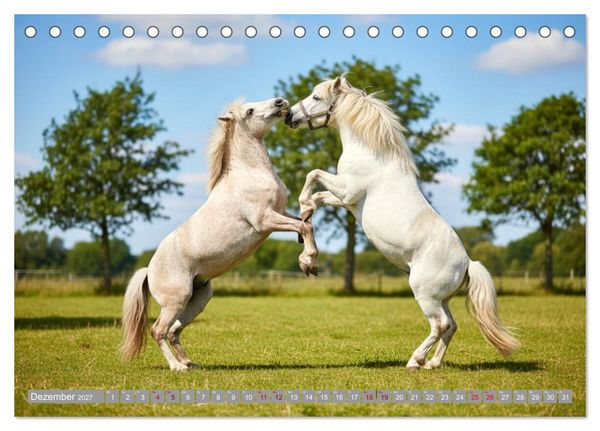 Produktbild: Sattel, Seele und Pferdeliebe (Tischkalender 2027 DIN A5 quer), CALVENDO Monatskalender