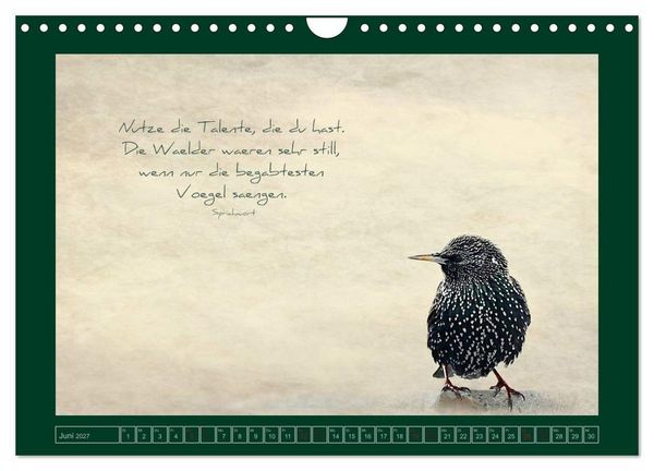 Produktbild: Stare und Weisheiten (Wandkalender 2027 DIN A4 quer), CALVENDO Monatskalender