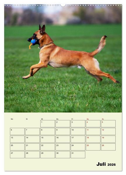 Produktbild: Malinois verl&auml;ssliche Begleiter (hochwertiger Premium Wandkalender 2026 DIN A2 hoch), Kunstdruck in Hochglanz
