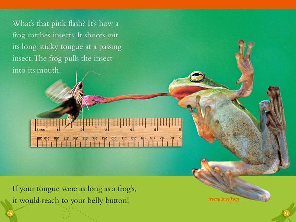 Produktbild: NAT GEO READER - FROGS