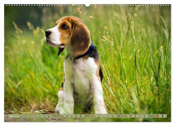 Produktbild: Beaglebabys auf Entdeckungstour (hochwertiger Premium Wandkalender 2026 DIN A2 quer), Kunstdruck in Hochglanz