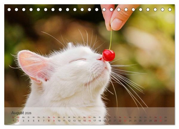 Produktbild: Katzen 2026 Bezaubernde Samtpfoten (Tischkalender 2026 DIN A5 quer), CALVENDO Monatskalender