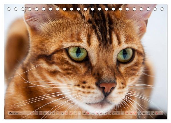 Produktbild: Liebe auf den ersten Katzenblick (Tischkalender 2026 DIN A5 quer), CALVENDO Monatskalender
