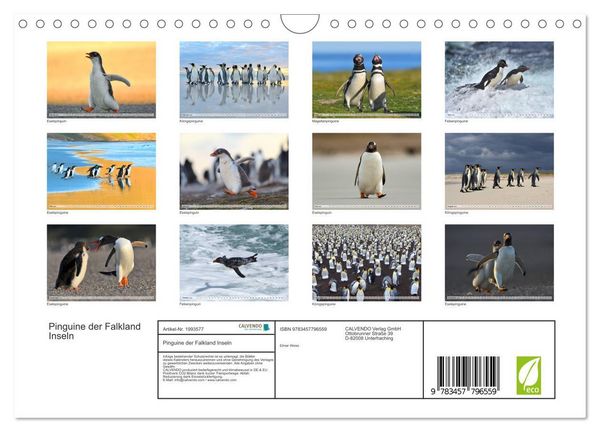 Produktbild: Pinguine der Falkland Inseln (Wandkalender 2026 DIN A4 quer), CALVENDO Monatskalender