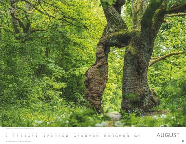 Produktbild: Sch&ouml;nheit des Waldes Posterkalender 2027