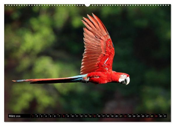 Produktbild: Aras im Pantanal (hochwertiger Premium Wandkalender 2026 DIN A2 quer), Kunstdruck in Hochglanz
