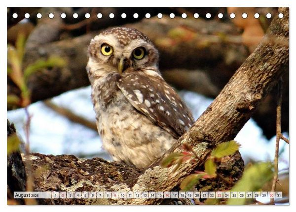 Produktbild: Wildtiere. Heimische Sch&ouml;nheiten (Tischkalender 2026 DIN A5 quer), CALVENDO Monatskalender