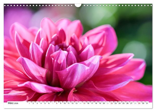 Produktbild: Dahlien-Kronen (Wandkalender 2026 DIN A3 quer), CALVENDO Monatskalender