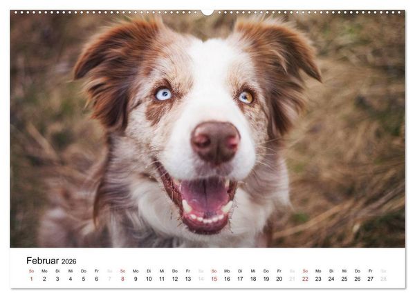 Produktbild: Border Collies 2026 (hochwertiger Premium Wandkalender 2026 DIN A2 quer), Kunstdruck in Hochglanz