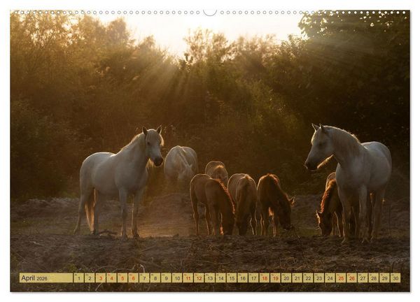 Produktbild: Die wilden Pferde der Camargue (hochwertiger Premium Wandkalender 2026 DIN A2 quer), Kunstdruck in Hochglanz