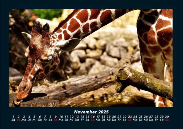 Produktbild: Giraffen 2025 Fotokalender DIN A4
