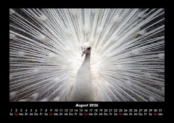 Produktbild: V&ouml;gel 2026 Fotokalender DIN A3