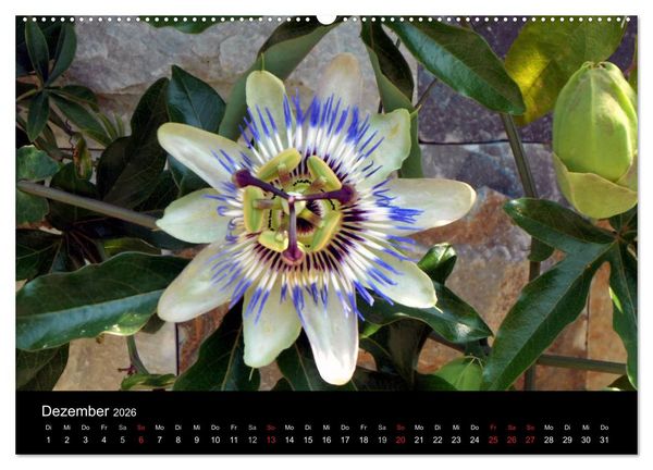 Produktbild: Griechenland - Insel Thassos (Wandkalender 2026 DIN A2 quer), CALVENDO Monatskalender
