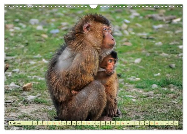 Produktbild: Affen - Affenkinder (Wandkalender 2026 DIN A3 quer), CALVENDO Monatskalender