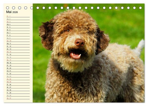 Produktbild: Lagotto Romagnolo - Italienischer Tr&uuml;ffelhund (Tischkalender 2026 DIN A5 quer), CALVENDO Monatskalender