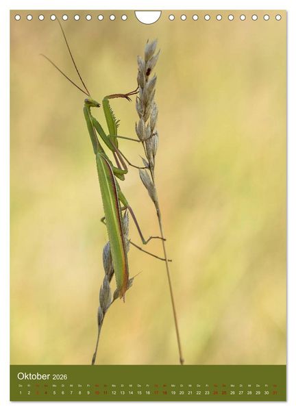 Produktbild: Die Gottesanbeterin. R&auml;uber der Insektenwelt. (Wandkalender 2026 DIN A4 hoch), CALVENDO Monatskalender